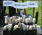 Mini choristers in Muston