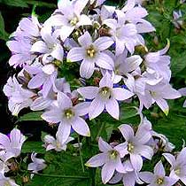 Campanula