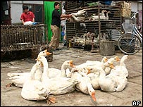 Ngỗng bán ở Bắc Kinh