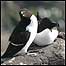 Razorbills c/o William Shiel