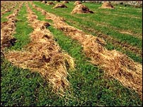 وچه شوې رشقه