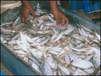 Small scale fishermen