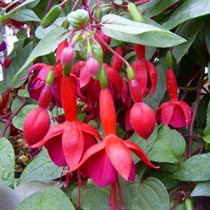 Fuchsia 'Marinka'