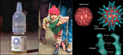 دماشومانوګوزڼ