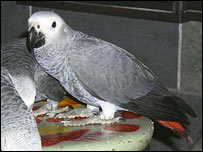 طوطی خاکستری آفريقايی