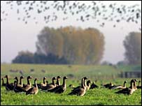 बर्ड फ़्लू