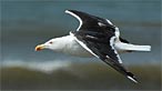 Great black backed gull. Photo: Shane Jones