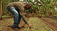 Anthony Kimani Muhia check his spinach crop