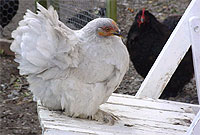 Iâr bantam Lavender Pekin