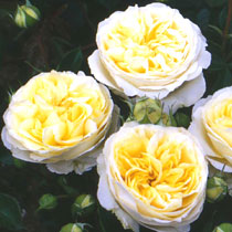 Rosa 'Patricia Kent'