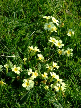 Wild summer primroses on cliffs