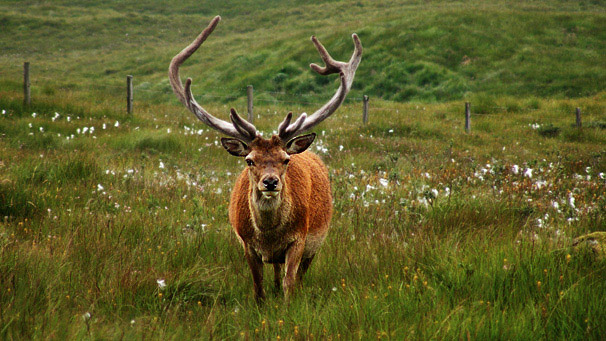 Stag in field