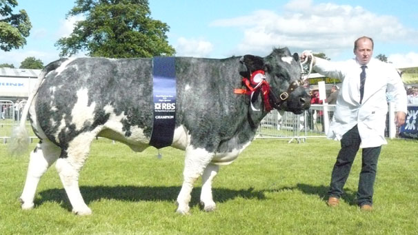 British Blue breed champion, shown by K Watret.