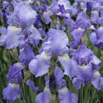 Iris 'Jane Philips'