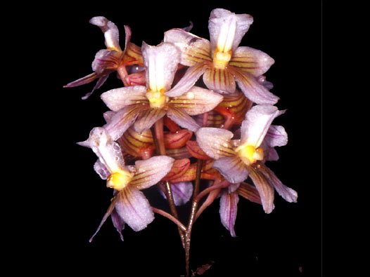 Dendrobium jiewhoei. Foto: Kew Gardens 