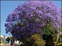 Jacarandá