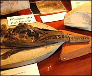 Fossil exhibit