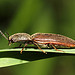 Click Beetle- Athous species