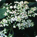 Laurustinus, Viburnum tinus