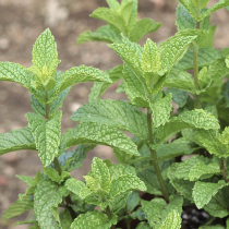 Mentha spicata var. crispa