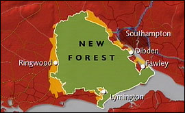 New Forest