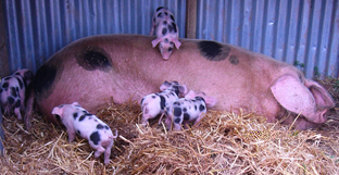 Piglets