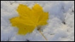An Autumn leaf in the snow. Reuters