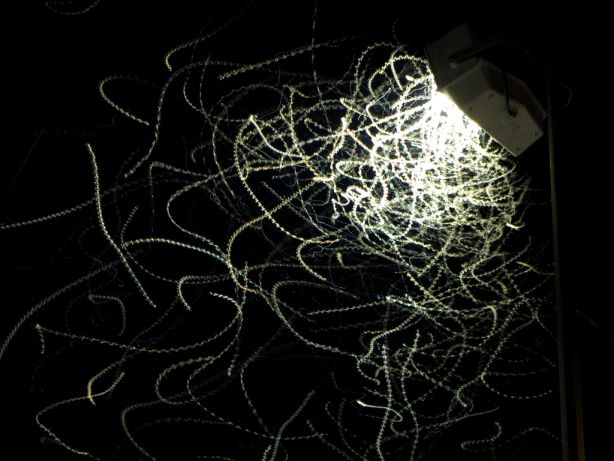 Insects attracted to a street lamp (image: Drew Makepeace)