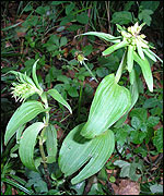 Broadeaf helleborine 