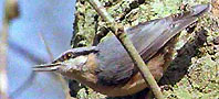 an image of a Nuthatch.