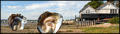 Oysters at Mersea