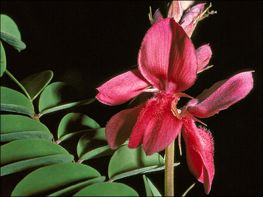 Indigofera serpentinicola. Foto: Kew Gardens