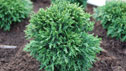 Chamaecyparis 'Green Globe'
