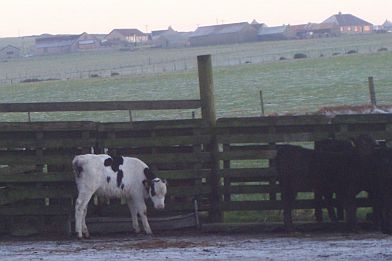 Isador stuffing face
