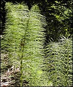 A horsetail in Price's Meadow