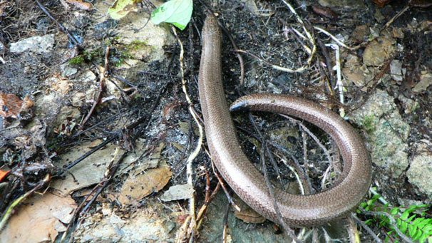Slow worm on the ground