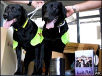 Os cães farejadores Lucky e Flo