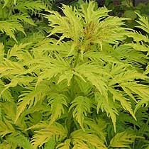 Sambucus racemosa