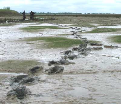 Footprints in the Muddy shore of the Blackwater Estuary Essex