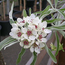 Pyrus salicifolia 'Pendula'