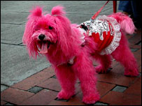 Cachorro vira mascote eleitoral