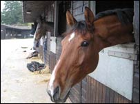 Horses at Paul Nicholls' yard