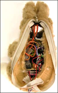 داخل سنجاب موبایل