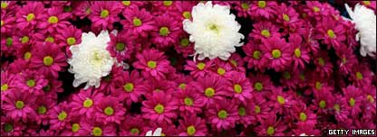 A bee lands on flowers at Chelsea Flower Show