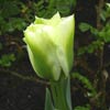Tulipa 'Spring Green'