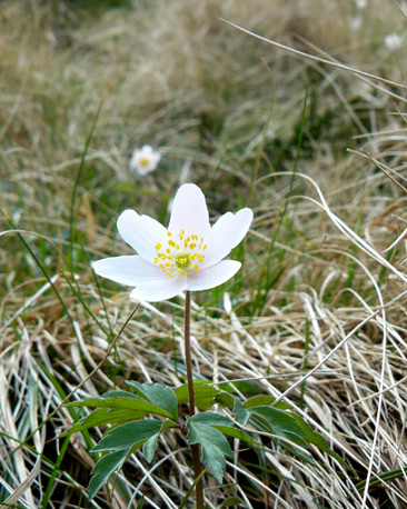 Wood Anemone