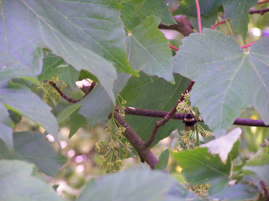 Its not a native Shetland bee.