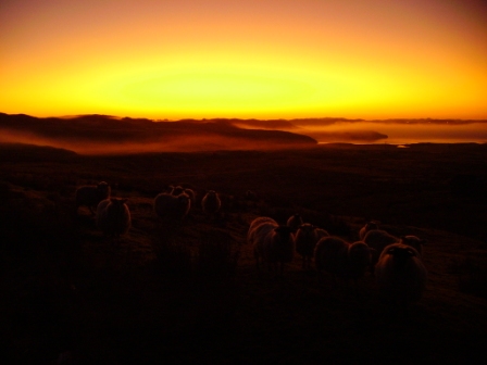 even the sheep dont break the silence of this dramatic dawn