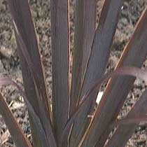 Phormium 'All Black'