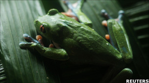 Blue-sided leaf frog 
